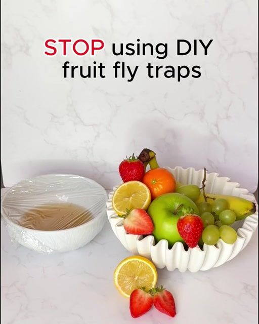 Fruit Fly Trap ASMR