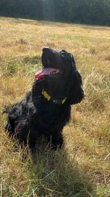 Fi Dog Collar & App