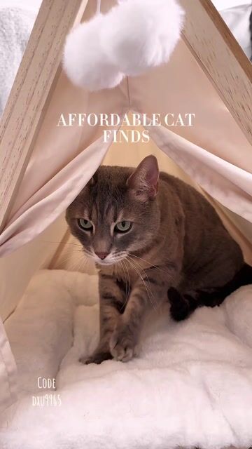 Pet UGC | Affordable Cat Finds