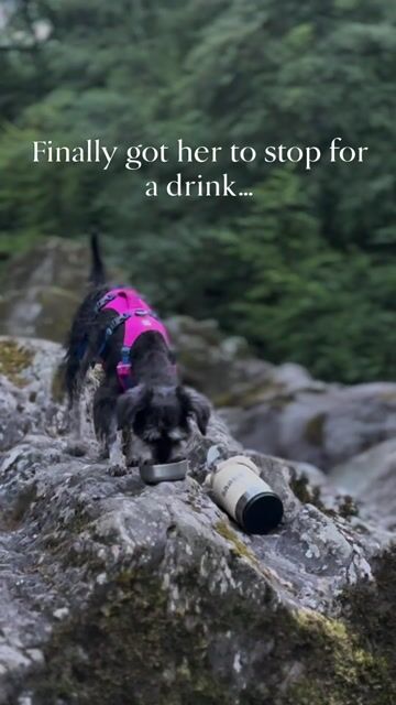 Outdoor Dog Walk | Product Demo
