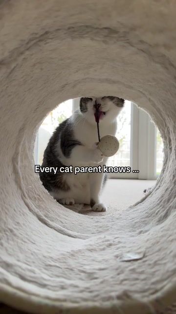 Every cat parent knows ...
