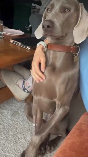 Pet anxiety supplement
