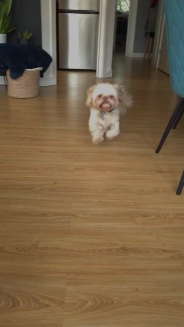 Pet UGC